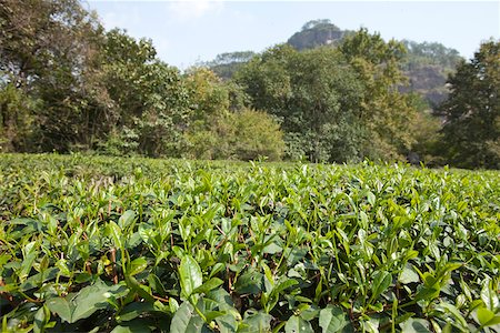 Tea fields at Roaring tiger rock Huxiaoyan, Yixiantina, Wuyi mountains, Fujian, China Stock Photo - Rights-Managed, Code: 855-05982409