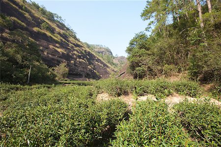 Tea field at Tianyoufeng, Wuyi mountains, Fujian, China Stock Photo - Rights-Managed, Code: 855-05982423