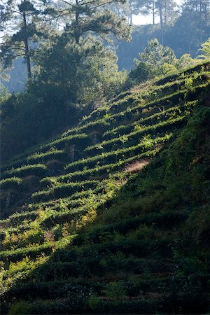 Tea fields at Dahongpao, Wuyi mountains, Fujian, China Stock Photo - Rights-Managed, Code: 855-05982452