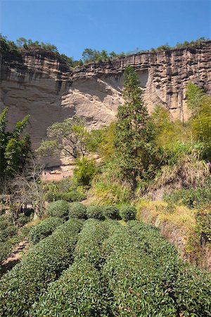 simsearch:855-05982454,k - Champs de thé à Shuilian Dong, Wuyi montagnes, Fujian, Chine Photographie de stock - Rights-Managed, Code: 855-05982464