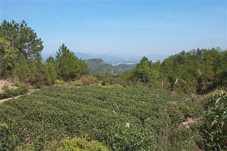 Tea fields at Shuilian Dong, Wuyi mountains, Fujian, China Stock Photo - Rights-Managed, Code: 855-05982462