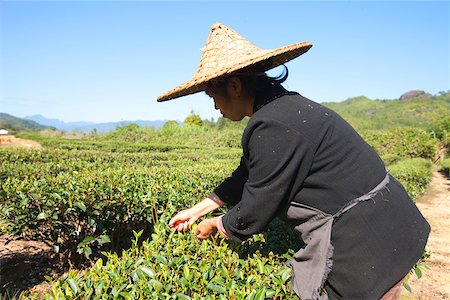 Farmer picking tea leaves at tea fields at Xingcun Star village, Wuyi mountains, Fujian, China Stock Photo - Rights-Managed, Code: 855-05982474