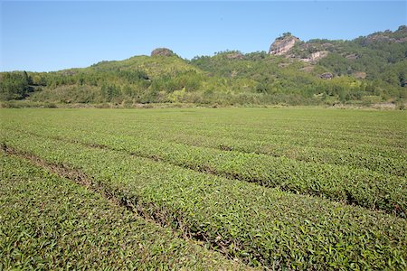 Tea fields at Xingcun Star village, Wuyi mountains, Fujian, China Stock Photo - Rights-Managed, Code: 855-05982476