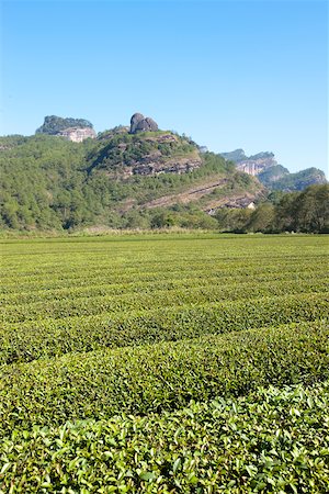 Tea fields at Xingcun Star village, Wuyi mountains, Fujian, China Stock Photo - Rights-Managed, Code: 855-05982477