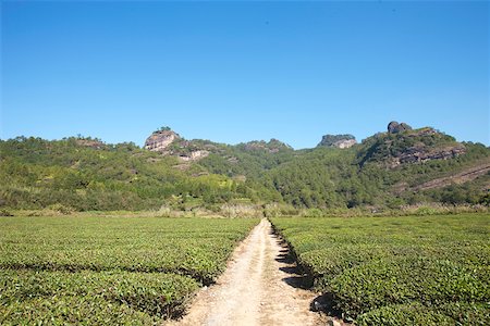 Tea fields at Xingcun Star village, Wuyi mountains, Fujian, China Stock Photo - Rights-Managed, Code: 855-05982478