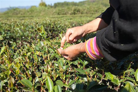 Farmer picking tea leaves at tea fields at Xingcun Star village, Wuyi mountains, Fujian, China Stock Photo - Rights-Managed, Code: 855-05982473