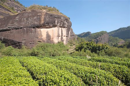 Tea fields at Xingcun Star village, Wuyi mountains, Fujian, China Stock Photo - Rights-Managed, Code: 855-05982480