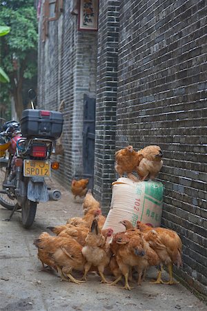 pollame - Chickens at alley between houses at Majianglong village, Kaiping, China Fotografie stock - Rights-Managed, Codice: 855-05982915