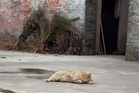 A sleeping dog by the blue brick walls of house at Majianglong village, Kaiping, China Fotografie stock - Rights-Managed, Codice: 855-05982918