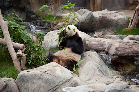 simsearch:855-05982955,k - Aventure panda géant à Ocean Park, Hong Kong Photographie de stock - Rights-Managed, Code: 855-05982956