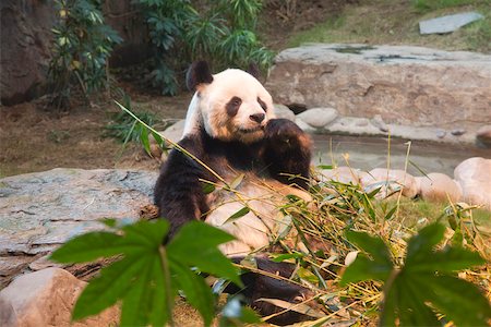 panda bear - Panda at Ocean Park, Hong Kong Stock Photo - Rights-Managed, Code: 855-05982950