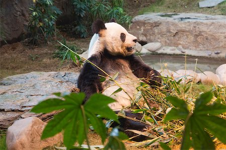 simsearch:855-05982955,k - Panda à Ocean Park, Hong Kong Photographie de stock - Rights-Managed, Code: 855-05982951