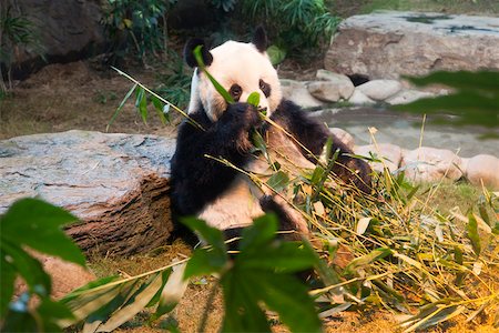 simsearch:855-05982955,k - Panda à Ocean Park, Hong Kong Photographie de stock - Rights-Managed, Code: 855-05982953