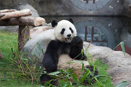 panda bear - Aventure panda géant à Ocean Park, Hong Kong Photographie de stock - Rights-Managed, Code: 855-05982966