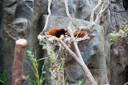 red pandas - Giant panda adventure at Ocean Park, Hong Kong Stock Photo - Rights-Managed, Code: 855-05982963