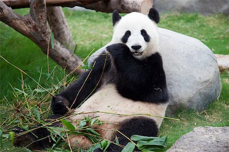 panda bear - Aventure panda géant à Ocean Park, Hong Kong Photographie de stock - Rights-Managed, Code: 855-05982976