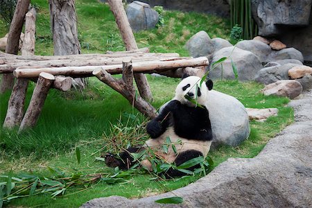 simsearch:855-03024256,k - Giant panda adventure at Ocean Park, Hong Kong Stock Photo - Rights-Managed, Code: 855-05982970