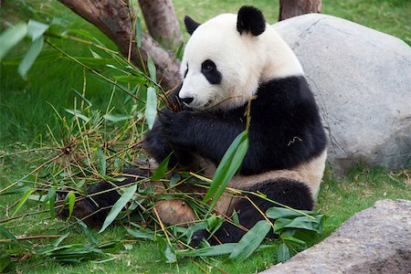 panda bear - Aventure panda géant à Ocean Park, Hong Kong Photographie de stock - Rights-Managed, Code: 855-05982973