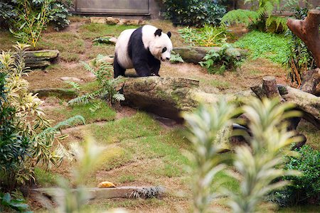 simsearch:855-05982955,k - Panda géant à Ocean Park, Hong Kong Photographie de stock - Rights-Managed, Code: 855-05982996