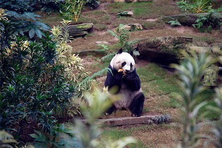 simsearch:855-05982955,k - Panda géant à Ocean Park, Hong Kong Photographie de stock - Rights-Managed, Code: 855-05982998