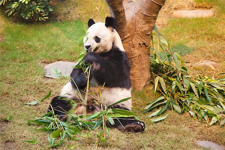 simsearch:855-03024256,k - Giant panda  at Ocean Park, Hong Kong Stock Photo - Rights-Managed, Code: 855-05982992
