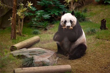 panda bear - Giant panda  at Ocean Park, Hong Kong Stock Photo - Rights-Managed, Code: 855-05983004