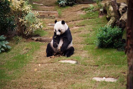 simsearch:855-03024256,k - Giant panda  at Ocean Park, Hong Kong Stock Photo - Rights-Managed, Code: 855-05983000
