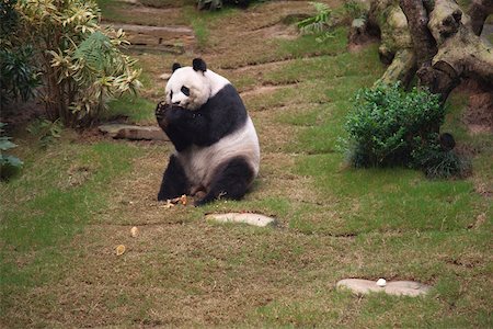 simsearch:855-03024256,k - Giant panda  at Ocean Park, Hong Kong Stock Photo - Rights-Managed, Code: 855-05983001