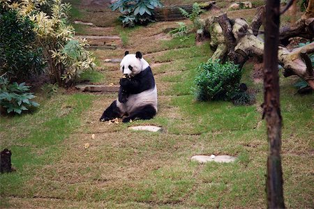 simsearch:855-05982955,k - Panda géant à Ocean Park, Hong Kong Photographie de stock - Rights-Managed, Code: 855-05983002