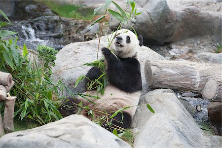 Giant panda adventure at Ocean Park, Hong Kong Fotografie stock - Rights-Managed, Codice: 855-05983054