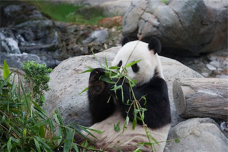 simsearch:855-03024256,k - Giant panda adventure at Ocean Park, Hong Kong Stock Photo - Rights-Managed, Code: 855-05983055