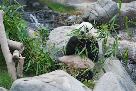 simsearch:855-03024256,k - Giant panda adventure at Ocean Park, Hong Kong Stock Photo - Rights-Managed, Code: 855-05983056