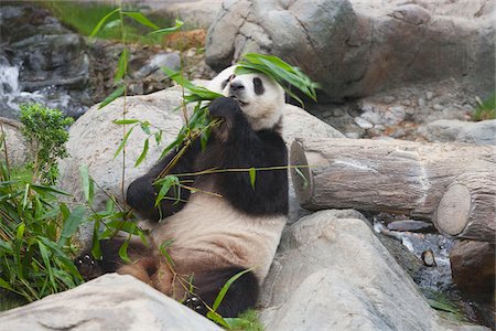 simsearch:855-05982955,k - Aventure panda géant à Ocean Park, Hong Kong Photographie de stock - Rights-Managed, Code: 855-05983052