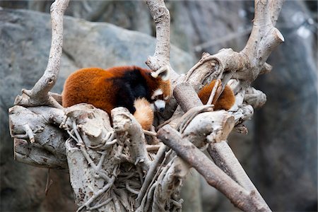 red pandas - Giant panda adventure at Ocean Park, Hong Kong Stock Photo - Rights-Managed, Code: 855-05983060