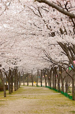 Cherry blossom at Kasagi park, Kyoto, Japan Foto de stock - Con derechos protegidos, Código: 855-06022608