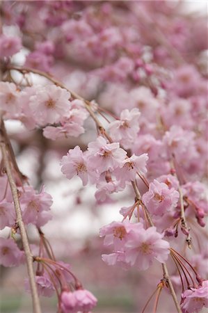 sakura - Cherry blossom, Kyoto, Japan Stock Photo - Rights-Managed, Code: 855-06022612