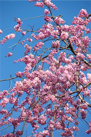 Cherry blossom at Arashiyama, Kyoto, Japan Fotografie stock - Rights-Managed, Codice: 855-06022624