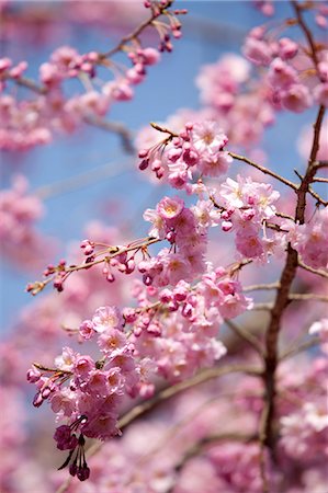 simsearch:855-06022723,k - Cherry blossom at Arashiyama, Kyoto, Japan Stock Photo - Rights-Managed, Code: 855-06022636