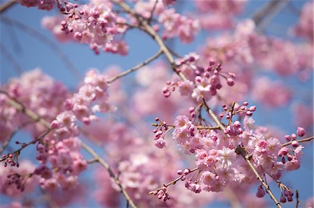 simsearch:855-06022727,k - Cherry blossom at Arashiyama, Kyoto, Japan Stock Photo - Rights-Managed, Code: 855-06022637