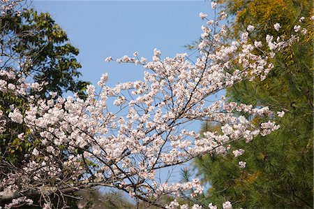 simsearch:855-06022723,k - Cherry blossom at Arashiyama, Kyoto, Japan Stock Photo - Rights-Managed, Code: 855-06022638