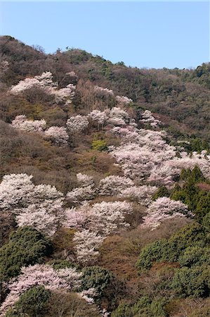 simsearch:855-06022723,k - Cherry blossom at Arashiyama, Kyoto, Japan Stock Photo - Rights-Managed, Code: 855-06022644