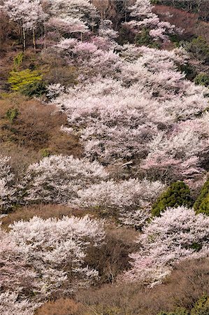 simsearch:855-03253153,k - Fleur de la cerise à Arashiyama, Kyoto, Japon Photographie de stock - Rights-Managed, Code: 855-06022645