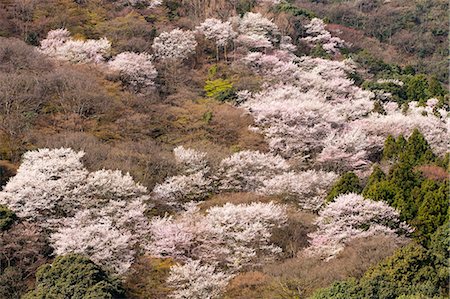 simsearch:855-03253153,k - Fleur de la cerise à Arashiyama, Kyoto, Japon Photographie de stock - Rights-Managed, Code: 855-06022646