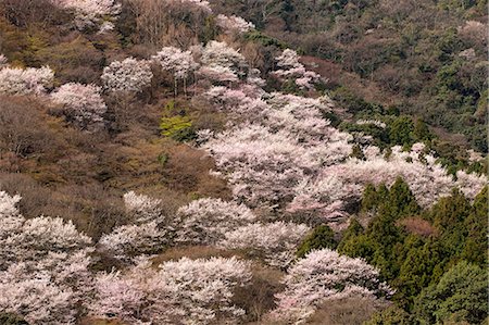 simsearch:855-03253153,k - Fleur de la cerise à Arashiyama, Kyoto, Japon Photographie de stock - Rights-Managed, Code: 855-06022643