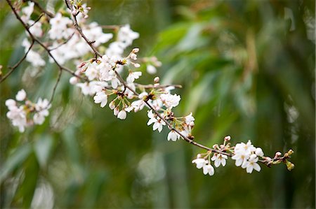 sakura-baum - Kirschblüte in Arashiyama, Kyoto, Japan Stockbilder - Lizenzpflichtiges, Bildnummer: 855-06022657