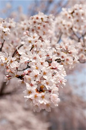 sakura tree - Cherry blossom at Arashiyama, Kyoto, Japan Stock Photo - Rights-Managed, Code: 855-06022660