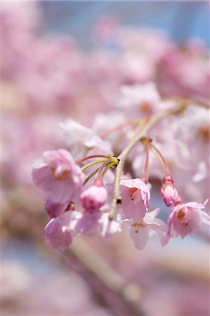 simsearch:855-03253153,k - Fleur de la cerise à Arashiyama, Kyoto, Japon Photographie de stock - Rights-Managed, Code: 855-06022675