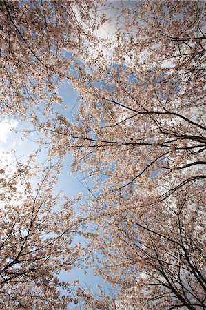 simsearch:855-06022723,k - Cherry blossom at Kasagi park, Arashiyama, Kyoto, Japan Stock Photo - Rights-Managed, Code: 855-06022677