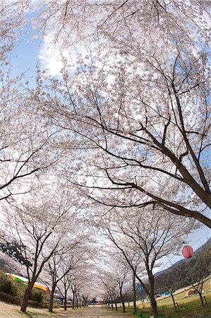 Cherry blossom at Kasagi park, Arashiyama, Kyoto, Japan Fotografie stock - Rights-Managed, Codice: 855-06022678