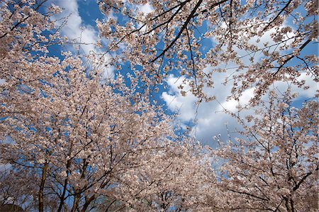 simsearch:855-06022727,k - Cherry blossom at Kasagi park, Arashiyama, Kyoto, Japan Stock Photo - Rights-Managed, Code: 855-06022679
